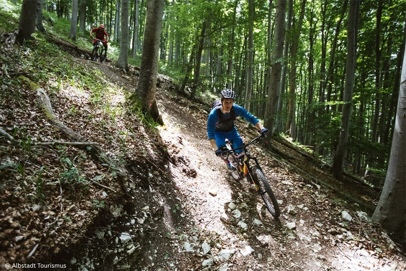 Two mountain bikers riding downhill on a narrow forest trail, surrounded by tall trees with sunlight filtering through the canopy.